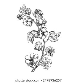 The cotton is organic. A sprig of ripe cotton with leaves and flowers that emphasize botanical features. Black and white, graphic, vector illustration. Isolate, hand-drawn on a white background.