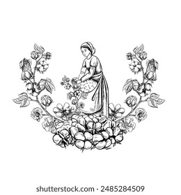 A cotton picker by hand. Black and white, detailed, graphic, vector illustration in the form of an emblem or logo. A beautiful woman picking cotton with her own hands. Isolate, hand-drawn.