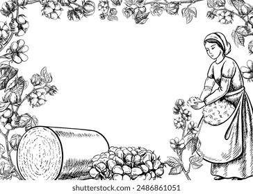 A cotton picker by hand. Black and white, detailed, graphic, vector illustration. A beautiful woman collects cotton with her own hands. Hand-drawn on a white background. For banner, poster, postcard.