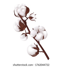 Cotton plant branch. Vector illustrtion.