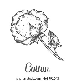 Cotton plant, bud, leaf, plant, branch. Cotton Hand drawn engraved vector sketch ink illustration. Ingredient for fabric, treatment, cosmetics. Retro vintage cotton Black on white background