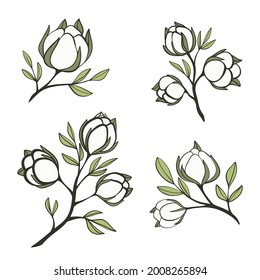Cotton plant colorful logo and branch. Hand drawn wedding herb, plant and monogram with elegant leaves for invitation save the date card design. Botanical rustic trendy greenery vector illustration