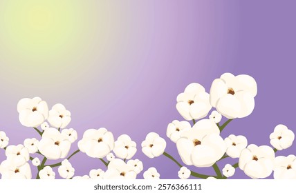 Cotton plant displaying fluffy white flowers against a vibrant green backdrop