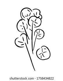 Cotton Plant. Cotton Flower Bouquet. Sustainable Eco Symbol. Fair Trade Black And White Ink Illustration, Drawing, Doodle. Simple Minimalist Vector. Black Line Vector Image On White Background.