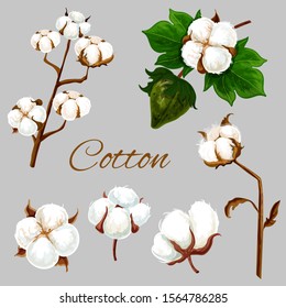 Cotton plant flower buds, vector botanical illustration, realistic design. Natural cotton plants with green leaf, clothing textile and agriculture element
