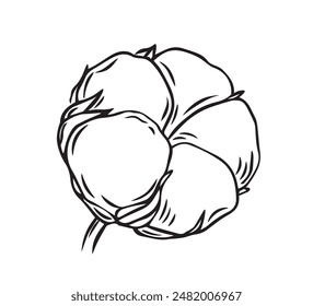 Cotton plant flower drawn with lines isolated on white background. Vector graphics of a simple drawing. fluffy bud on a branch - material for making textiles.