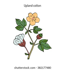 Cotton plant with flower. Hand drawn botanical vector illustration