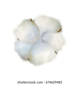 Cotton plant flower isolated on white background. High quality vector illustration. 