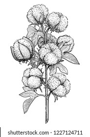 Cotton Plant Illustration, Drawing, Engraving, Ink, Line Art, Vector