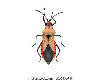 cotton plant insect vector
