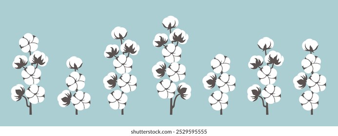 Cotton plant. Isolated cotton on blue background