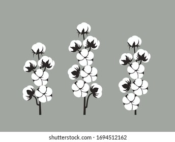 Cotton plant. Isolated cotton on white background