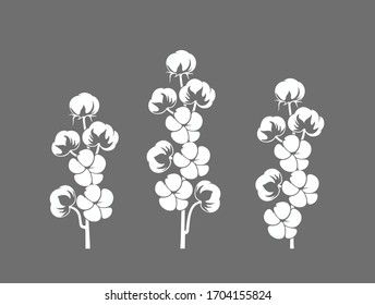 Cotton plant. Isolated cotton on white background