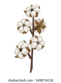 Cotton plant. Isolated vector cotton on white background