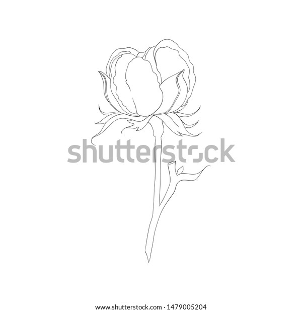 Cotton Plant Line Drawing Vector Illustration Stock Vector (Royalty