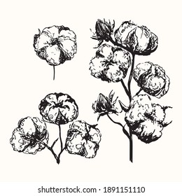 Cotton Plant Twigs Set With Ripe Flower Buds, Doodle Ink Drawing, Woodcut Style