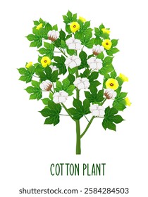 Cotton Plant Vector Design, Green Cotton Plant Illustration, cotton flower vector