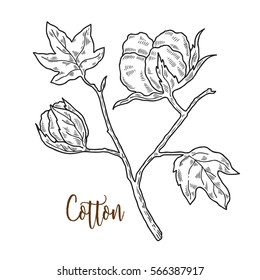 Cotton plant in vintage style. Vector illustration. 