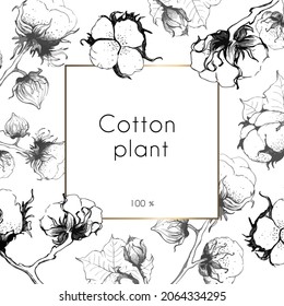 Cotton plant. White background with gold square frame and cotton flower. Place for your text. Hand drawn, vector illustration.