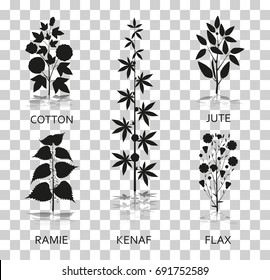 Cotton, ramie, kenaf, jude and flax plants with leaves, pods and flowers. Silhouette icons with reflection on transparent background. Vector illustration.