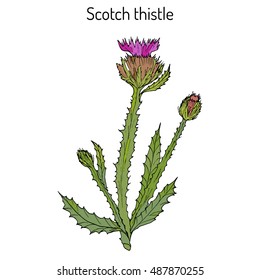 Cotton or Scotch Thistle (Onopordum acanthium), medicinal plant. Hand drawn botanical vector illustration