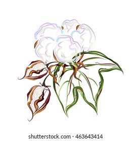 Cotton seed boll. Hand drawn stylized vector brush sketch.