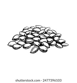Cotton seeds. A black-and-white, detailed, graphic, vector illustration in the form of a handful of seeds, emphasizing botanical features. Isolate, hand-drawn on a white background.