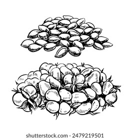 Semillas de algodón y un montón de cabezas de algodón maduras y esponjosas. Blanco y negro, detallado, gráfico, Ilustración vectorial. Aislado, dibujado a mano sobre un fondo blanco.