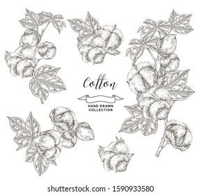 Cotton set. Hand drawn cotton plant with leaves and flowers isolated on white background. Vector illustration. Vintage engraving style.