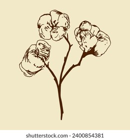 Cotton sprig. Vector illustration in graphic style. Greeting cards, invitations, plant silhouette for labels of cosmetic and textile products.