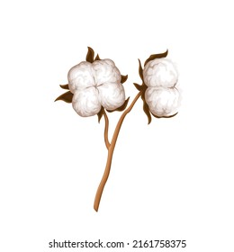 Cotton vector illustration. Delicate white flower.