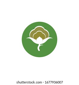 cotton vector illustration design template