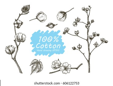 Cotton Vector Set Hand Drawing