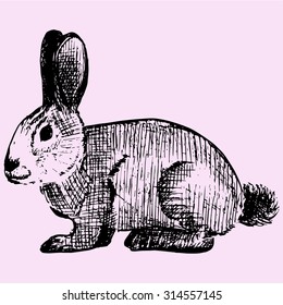 cottontail, rabbit, doodle style, sketch illustration