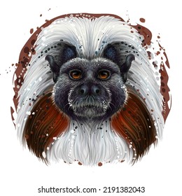 Cotton-top marmoset. Color, graphic portrait of a monkey in watercolor style on a white background. Digital vector graphics. 