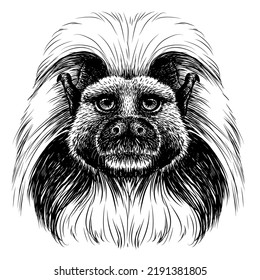 Cotton-top marmoset. Graphic portrait of a cotton monkey in sketch style on a white background. Digital vector graphics.