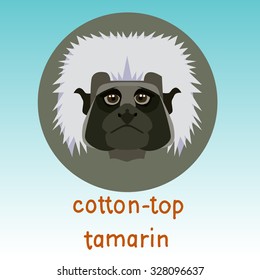 Cotton-top tamarin monkey 