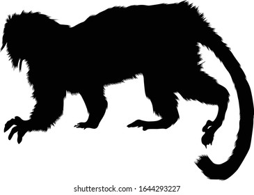 Cottontop Tamarin (Saguinus Oedipus) Silhouette Vector Found In Map Of South America