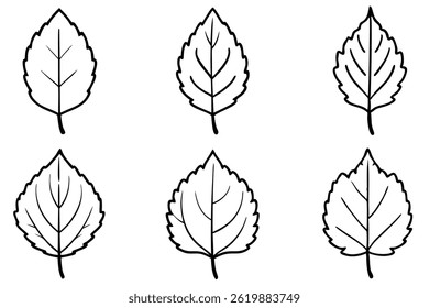 Cottonwood Leaf Line Art Illustration for Creative Decorative Design Projects