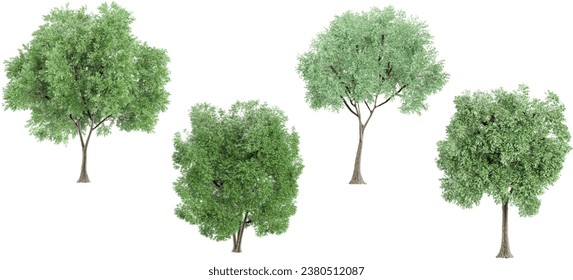 Cottonwood trees with transparent background, 3D rendering, for illustration, digital composition, architecture visualization
