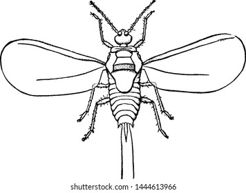 Winged Male Mealy Bug Dactylopius Longifilis Stock Vector (Royalty Free ...