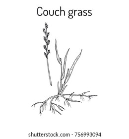 Couch grass, elymus repens, or twitch, medicinal plant. Hand drawn botanical vector illustration