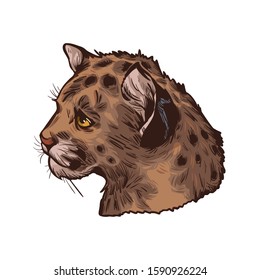 Cougar baby tabby, large felid isoated wildlife cat sketch. Vector illustration of mountain lion, puma, red tiger, and catamount. Puma concolor North American cougar hunting savanna season wildcat
