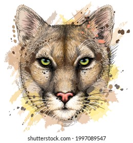 Cougar. Color portrait of a mountain lion on a white background in watercolor style. Digital vector graphics. The background is a separate layer.