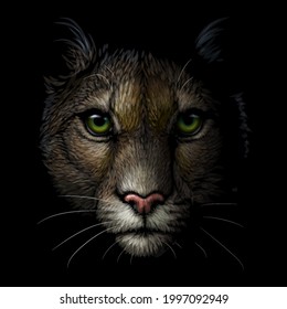 Cougar. Color portrait of a mountain lion on a black background. Digital vector graphics.