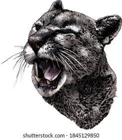 Cougar face with open mouth winks one eye with a malicious smile, sketch vector drawing in graphic style on white background