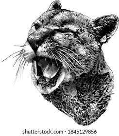 Cougar face with open mouth winks one eye with a malicious smile, sketch vector drawing in graphic style on white background