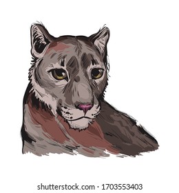 Cougar Large Felid Native To Americas Isoated Wildlife Cat. Digita Art Illustration Of Mountain Lion, Puma, Red Tiger, And Catamount. Puma Concolor North American Cougar Hunting Savanna Season Wildcat