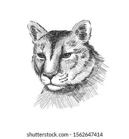 Cougar portrait. American mountain lion, red tiger, panther animal face. Puma predator, vector illustration, hand drawn sketch art.