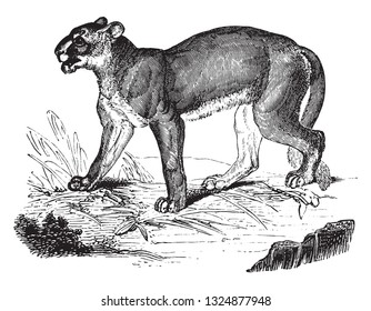 Cougar, vintage engraved illustration. Zoology Elements from Paul Gervais.
